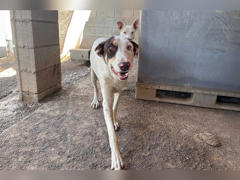 Sabao ein wundervoller Kumpel