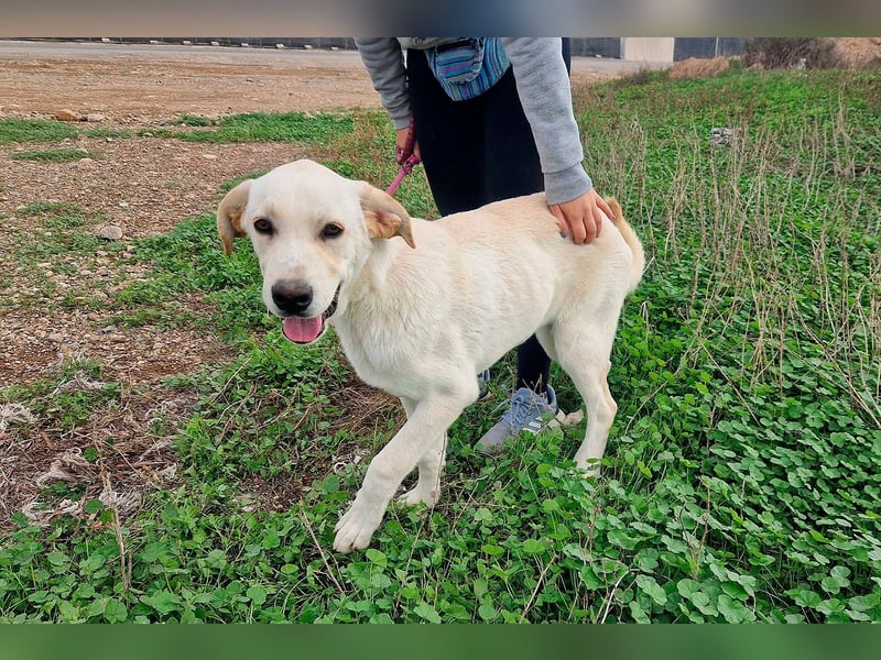Taray - Junghund sucht sein Körbchen