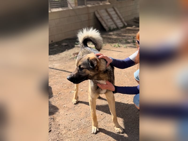 Goku - Volltreffer ins Herz