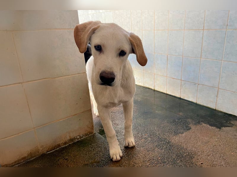 Taray - Junghund sucht sein Körbchen