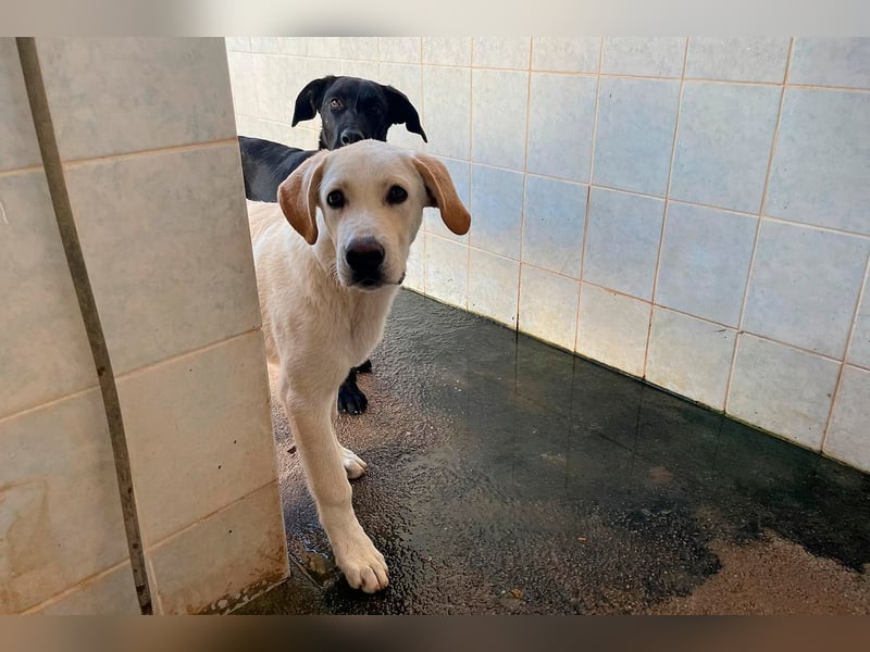 Taray - Junghund sucht sein Körbchen