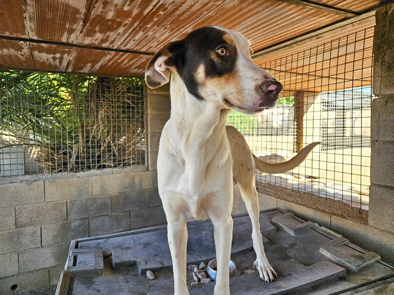 Sabao ein wundervoller Kumpel