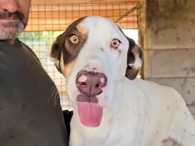 Sabao ein wundervoller Kumpel