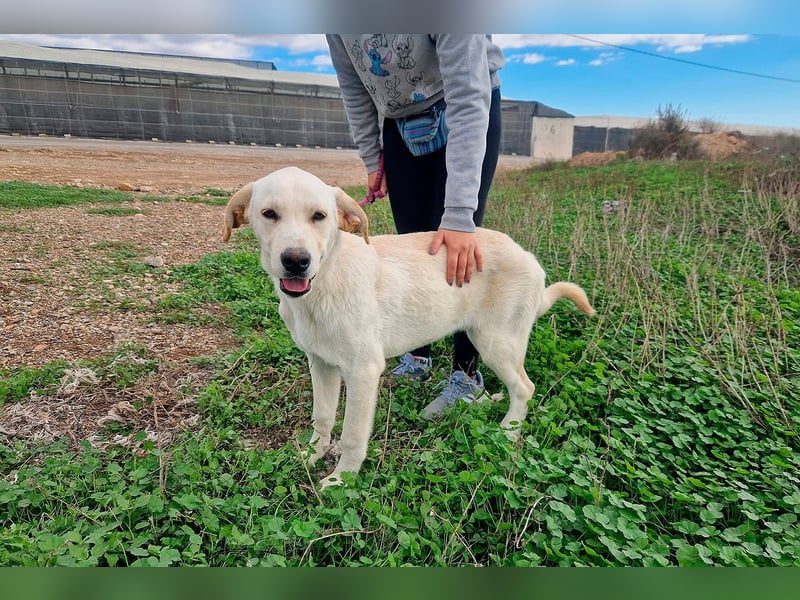 Taray - Junghund sucht sein Körbchen