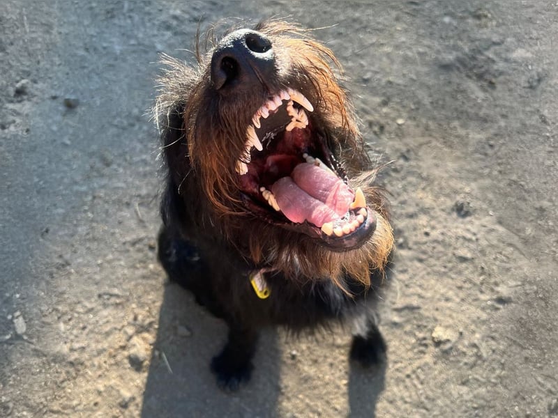 Malagueño  sanfter Riese auf Körbchensuche Malagueño  sanfter Riese auf Körbchensuche