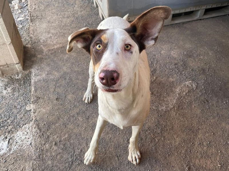 Sabao ein wundervoller Kumpel