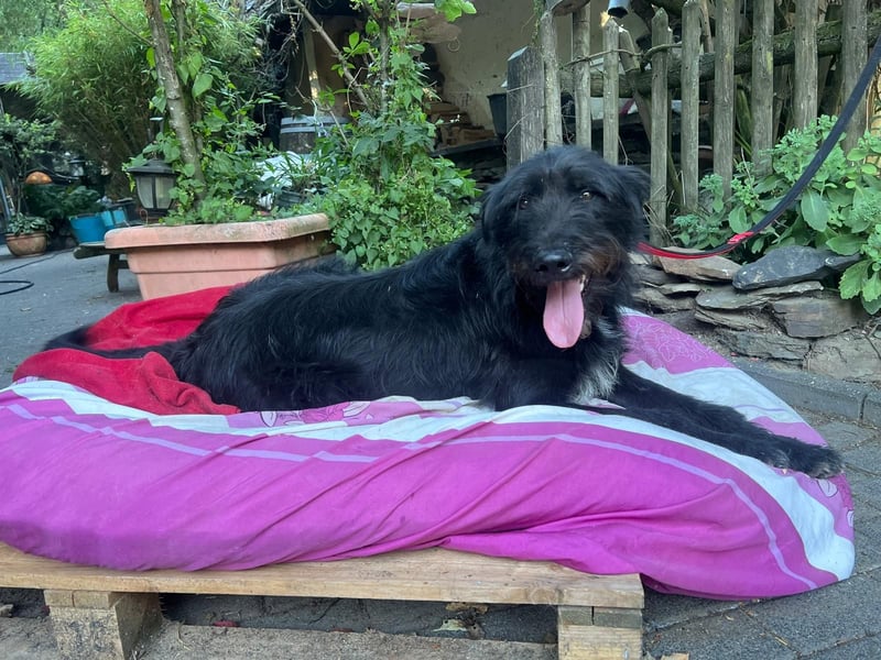 Malagueño  sanfter Riese auf Körbchensuche Malagueño  sanfter Riese auf Körbchensuche