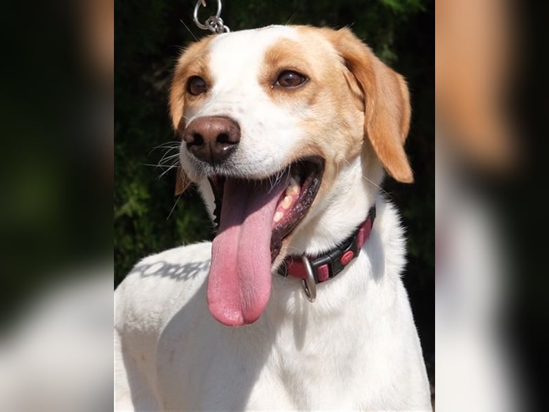 Luna5 - Große Mischlingshündin *02/2020