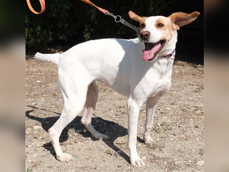 Luna5 - Große Mischlingshündin *02/2020