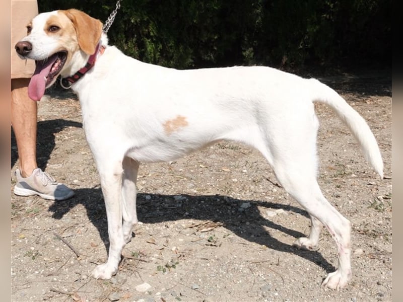 Luna5 - Große Mischlingshündin *02/2020