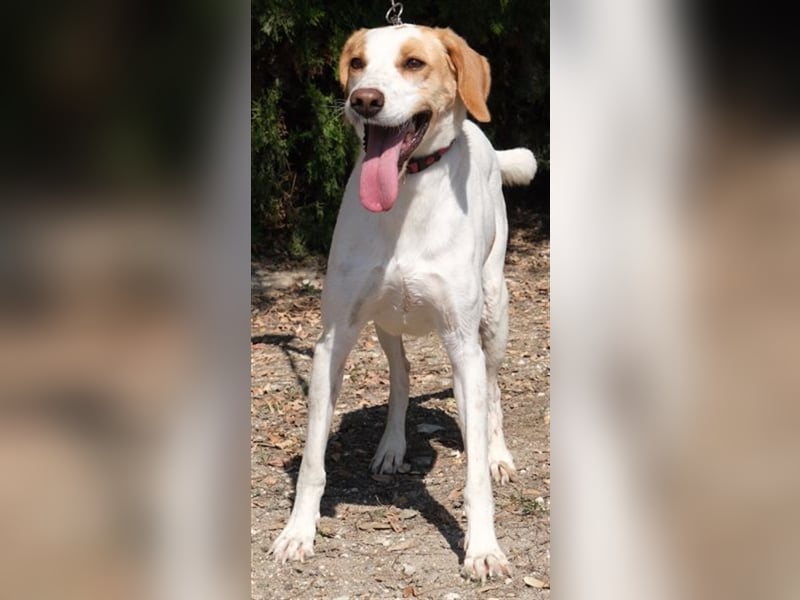 Luna5 - Große Mischlingshündin *02/2020