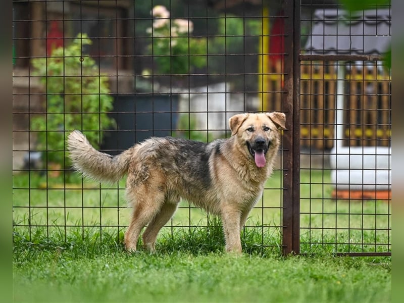 Marley sucht ein Zuhause
