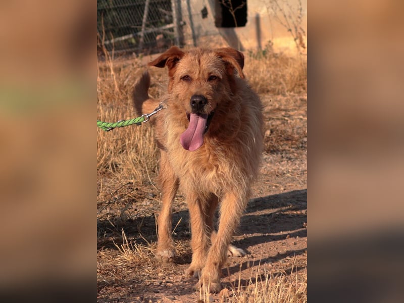 Sira – Sausewind im Teddypelz