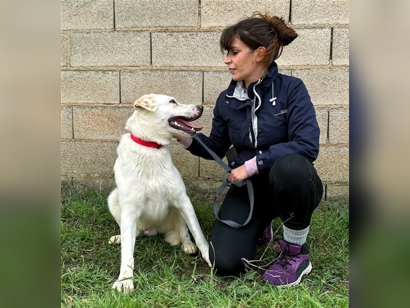 Notfell Sam – sein Beschützerinstinkt tut ihm nicht gut