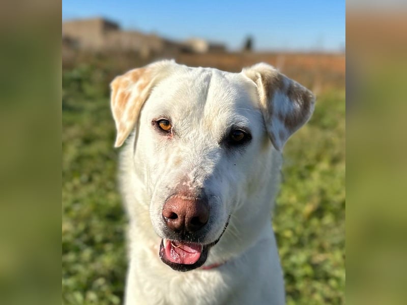 Notfell Sam – sein Beschützerinstinkt tut ihm nicht gut