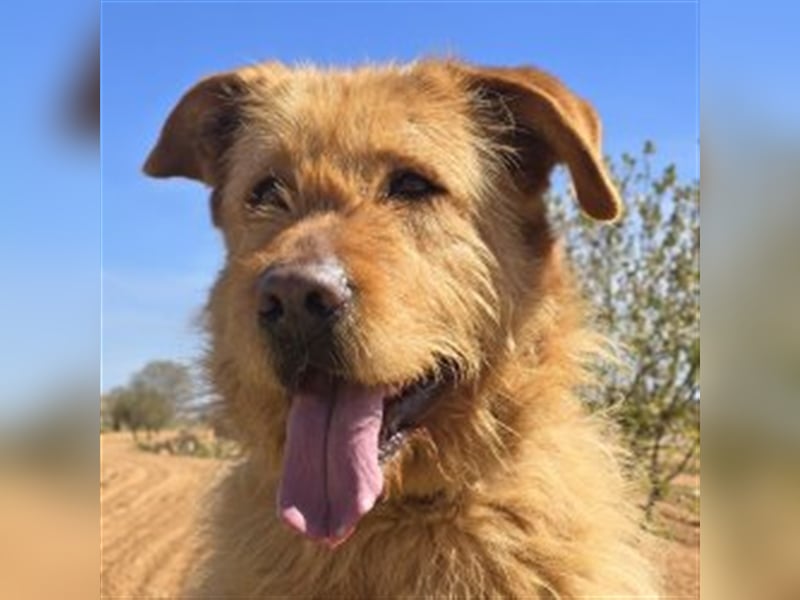 Sira – Sausewind im Teddypelz