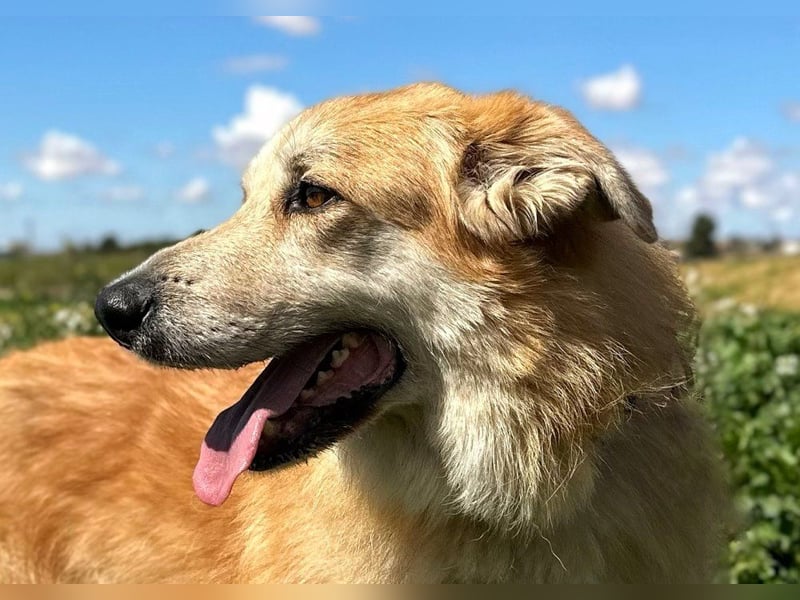 Bobi - bereit für ein neues Zuhause