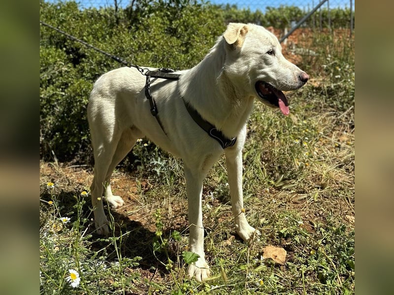 Nevado - einfach zurückgelassen