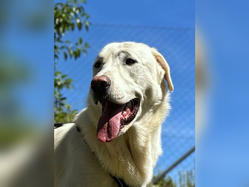 Nevado - einfach zurückgelassen