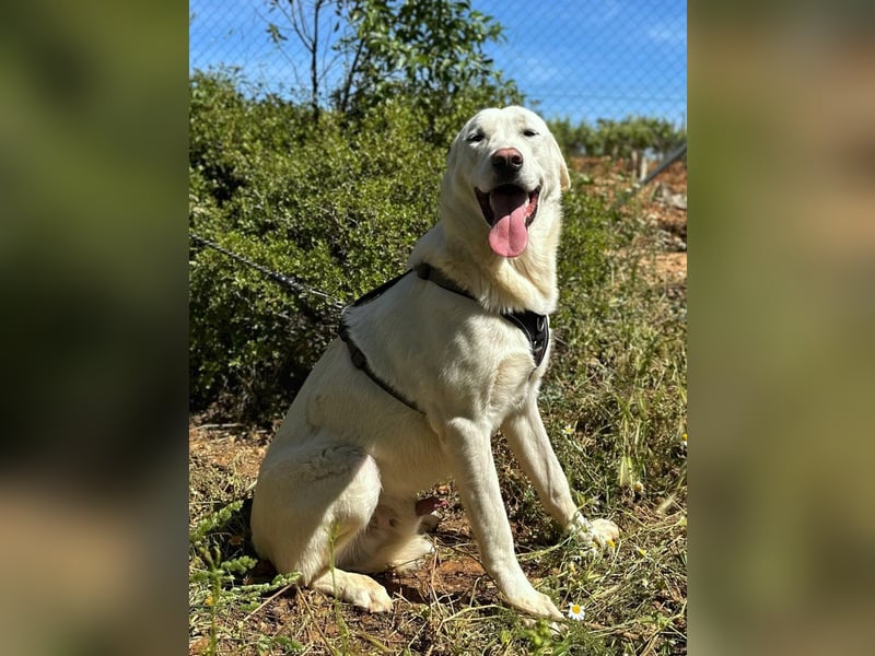 Nevado - einfach zurückgelassen