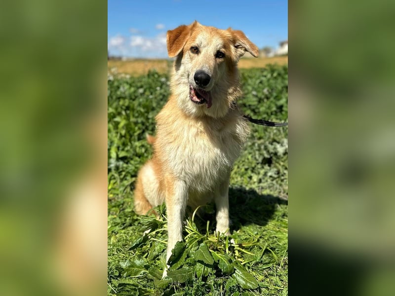 Bobi - bereit für ein neues Zuhause