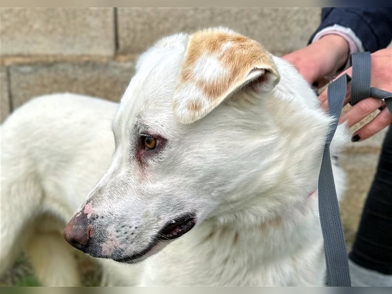 Notfell Sam – sein Beschützerinstinkt tut ihm nicht gut