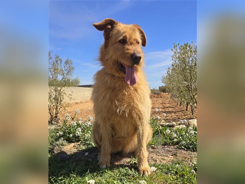 Sira – Sausewind im Teddypelz