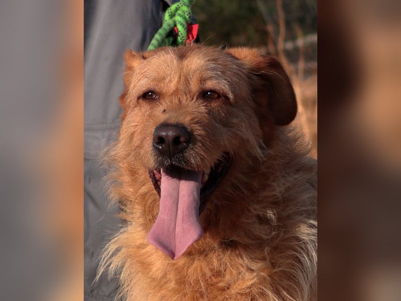 Sira – Sausewind im Teddypelz