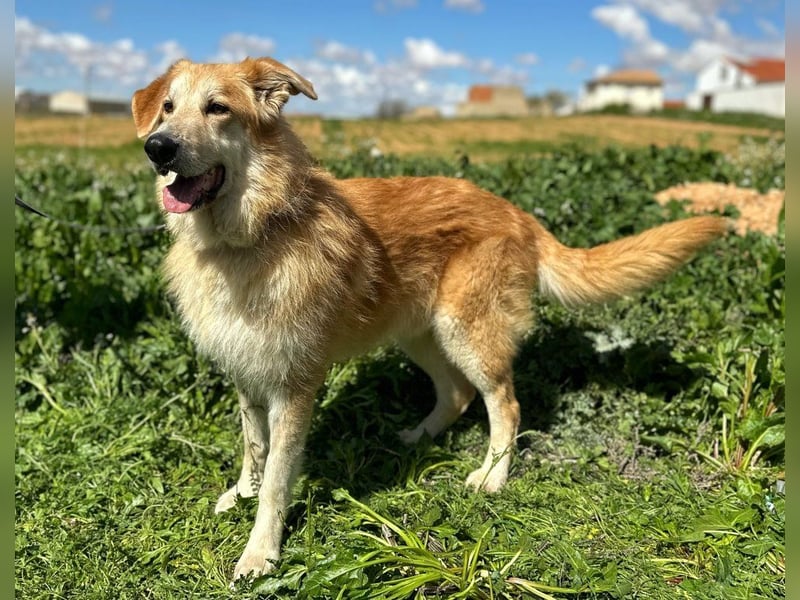 Bobi - bereit für ein neues Zuhause