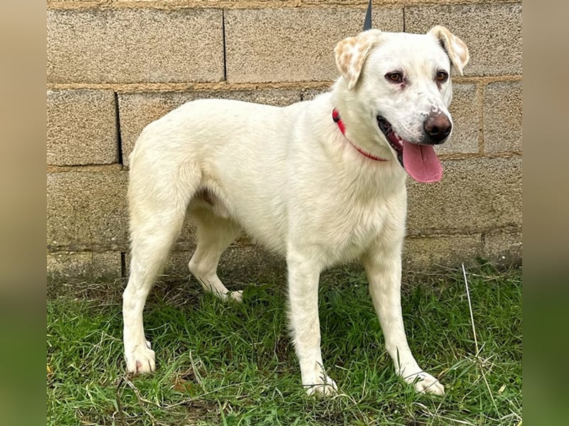 Notfell Sam – sein Beschützerinstinkt tut ihm nicht gut