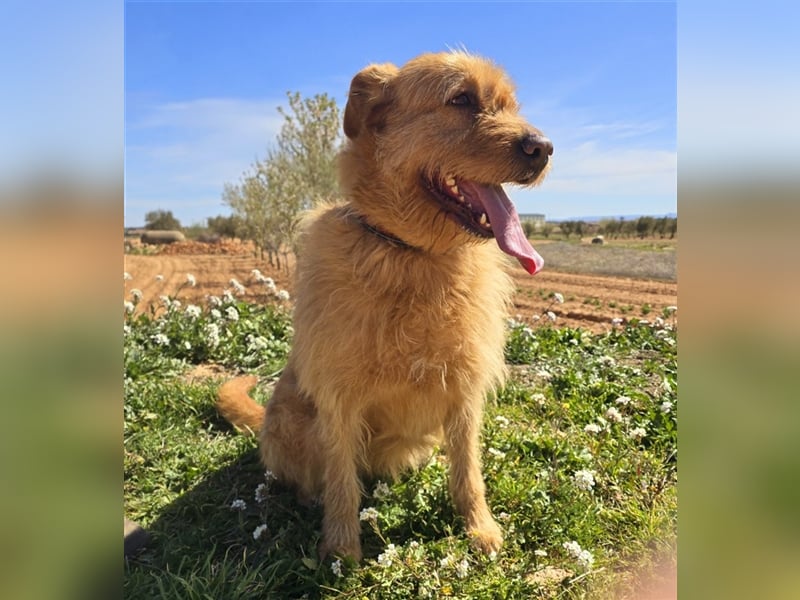 Sira – Sausewind im Teddypelz