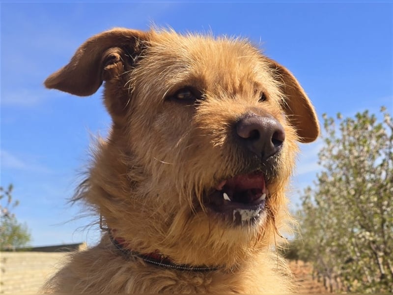 Sira – Sausewind im Teddypelz