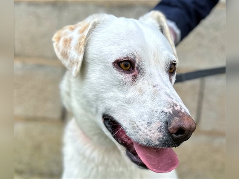 Notfell Sam – sein Beschützerinstinkt tut ihm nicht gut