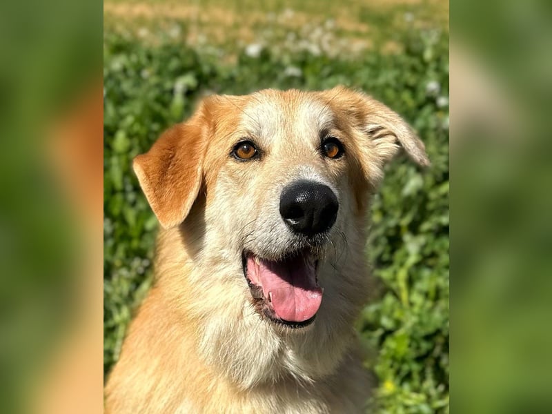 Bobi - bereit für ein neues Zuhause