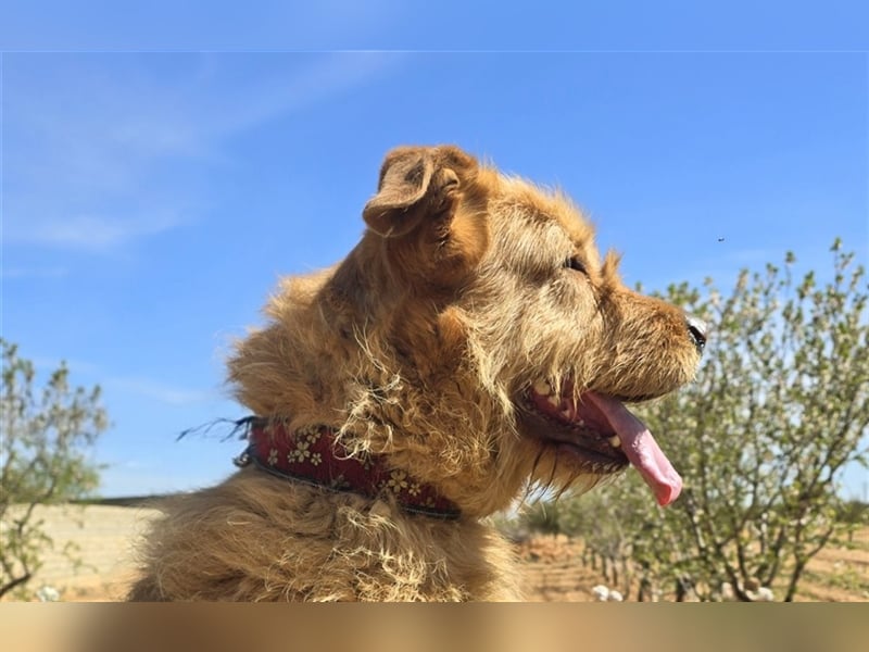 Sira – Sausewind im Teddypelz