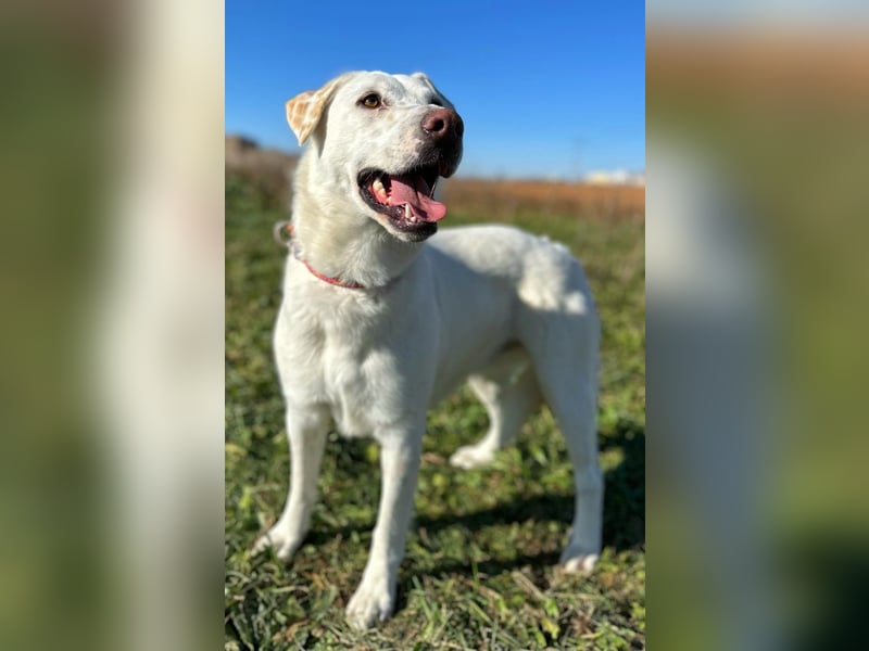 Notfell Sam – sein Beschützerinstinkt tut ihm nicht gut