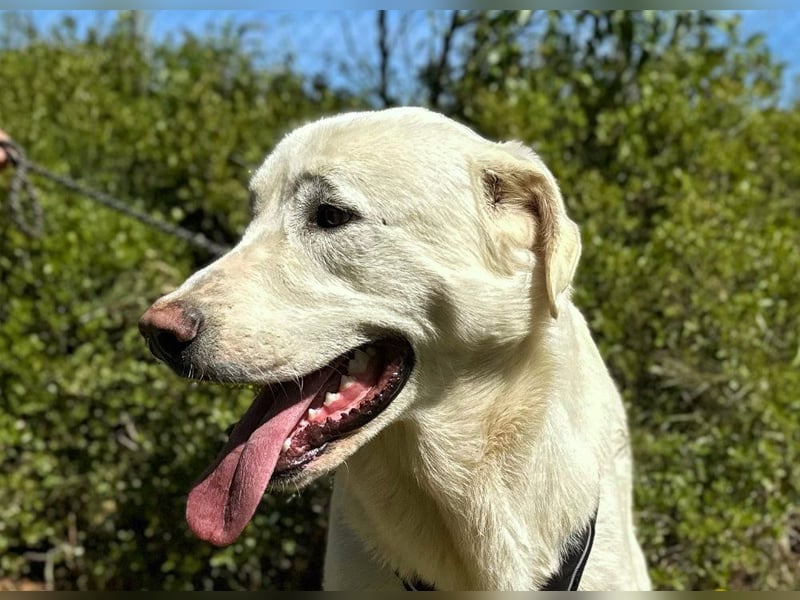 Nevado - einfach zurückgelassen