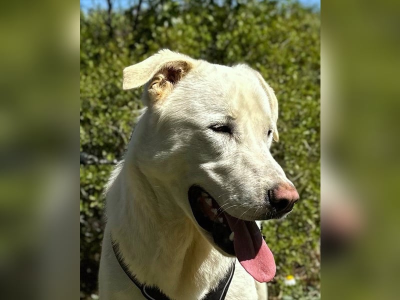 Nevado - einfach zurückgelassen