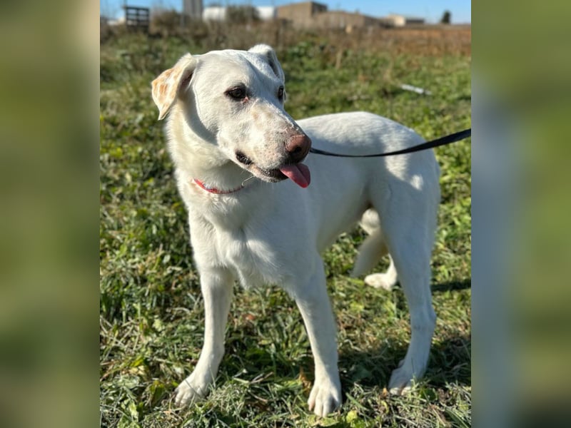 Notfell Sam – sein Beschützerinstinkt tut ihm nicht gut