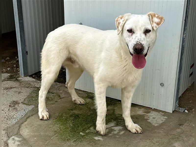 Notfell Sam – sein Beschützerinstinkt tut ihm nicht gut