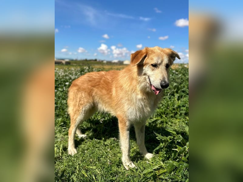 Bobi - bereit für ein neues Zuhause