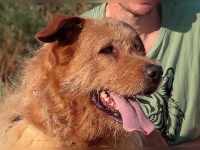 Sira – Sausewind im Teddypelz