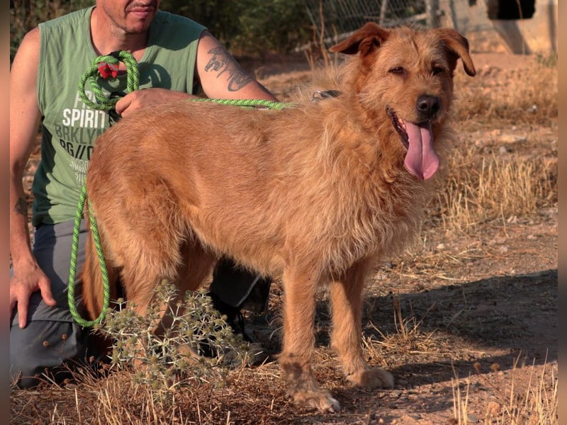 Sira – Sausewind im Teddypelz