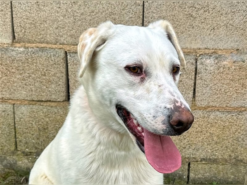 Notfell Sam – sein Beschützerinstinkt tut ihm nicht gut