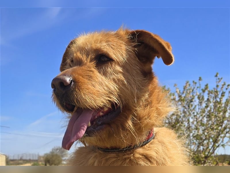 Sira – Sausewind im Teddypelz