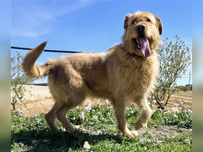 Sira – Sausewind im Teddypelz