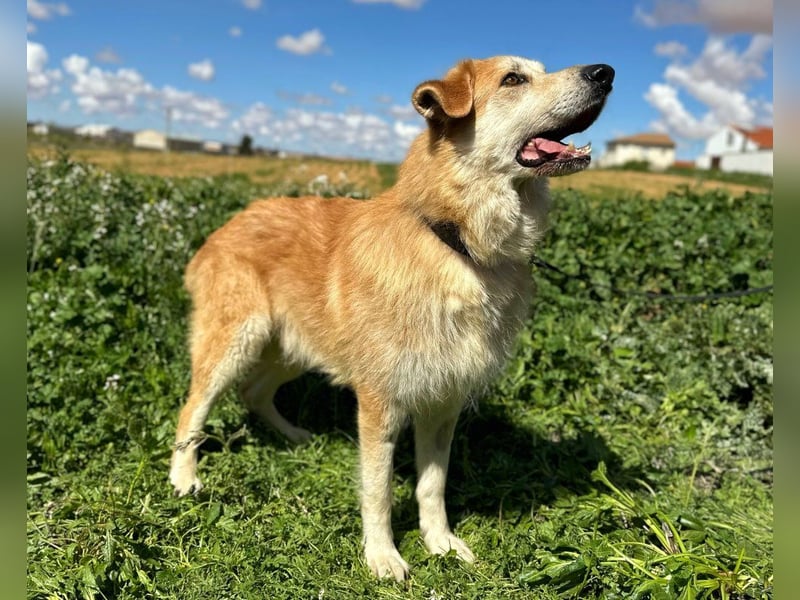 Bobi - bereit für ein neues Zuhause