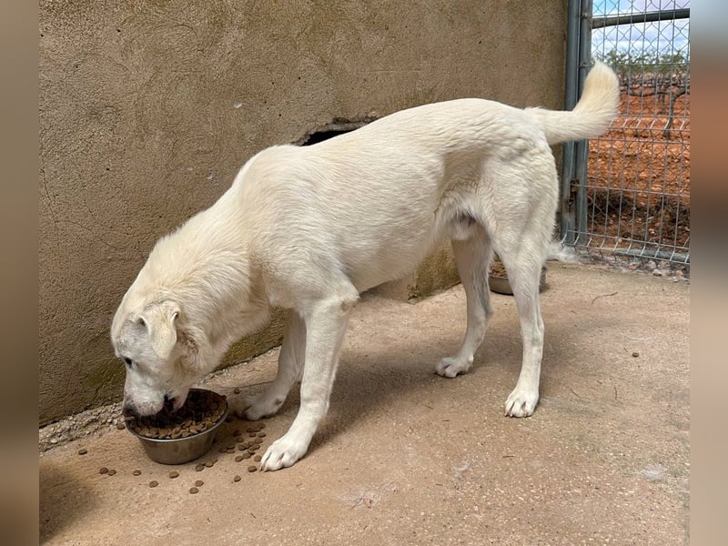 Nevado - einfach zurückgelassen