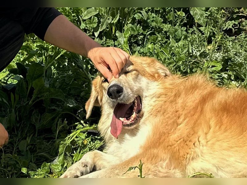 Bobi - bereit für ein neues Zuhause