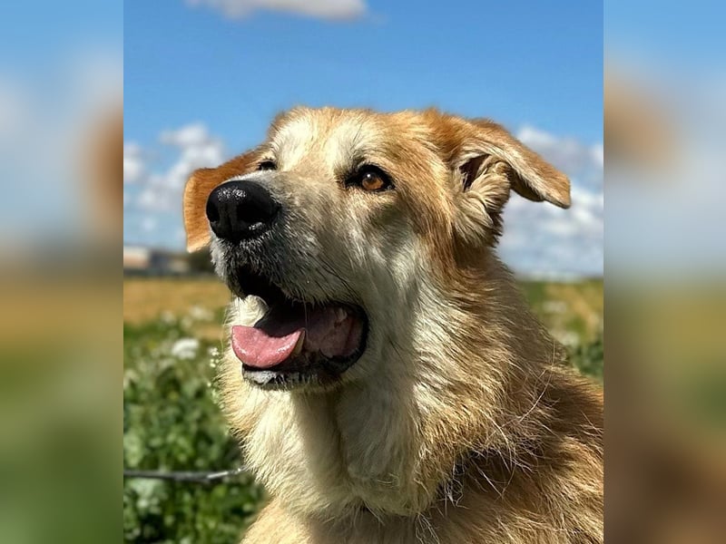 Bobi - bereit für ein neues Zuhause